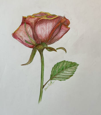 Rose Study #1